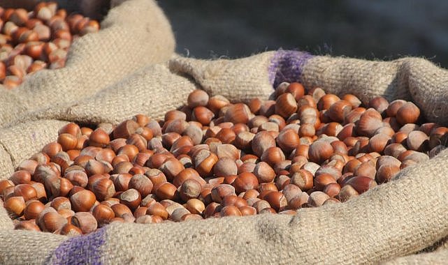 Samsun'da fındık fiyatlarında artış bekleniyor
