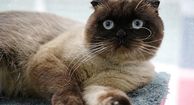 Samsun’da hayvanlar kimlik kazandı: 6 bin kedi ve köpeğe çip takıldı