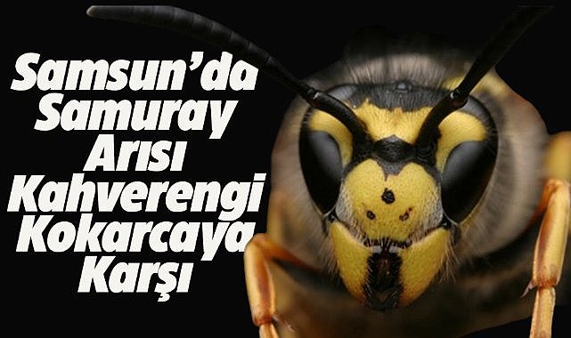 Samsun'da kahverengi kokarcayla mücadelede samuray arısı dönemi