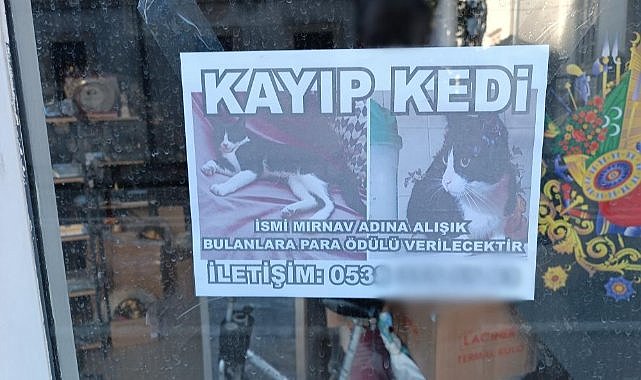 Samsun'da kayıp kediyi bulana para ödülü verilecek