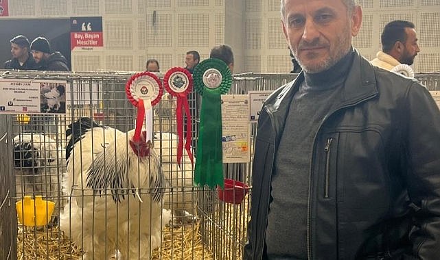 Samsun'da polisin yetiştirdiği horoz Türkiye şampiyonu oldu