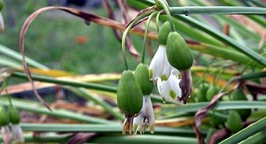 Samsun'da tabiata zarar cezası: 7 kişiye 2.4 milyon TL