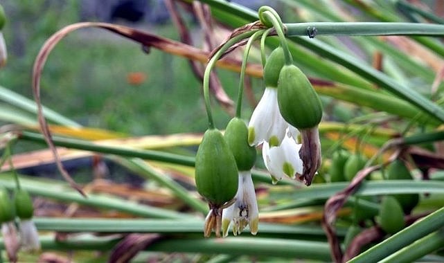 Samsun'da tabiata zarar cezası: 7 kişiye 2.4 milyon TL