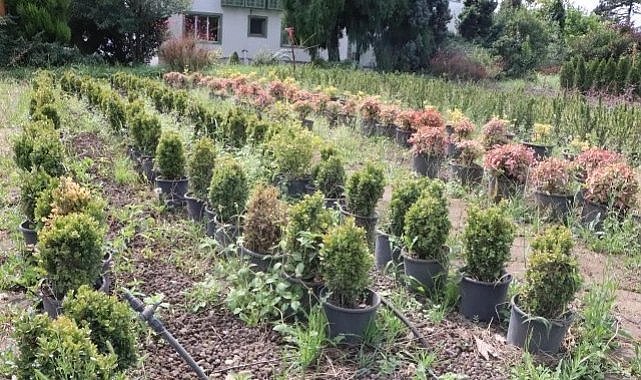 Samsun ve çevresinde 10 milyon fidan üretiliyor