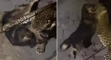 Sokağa salınan leopar İstanbul’da köpeği parçaladı!