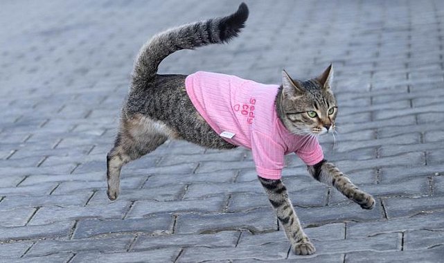'Tripod' isimli kedi esnafın maskotu oldu... 'Bu haliyle çevredeki köpekleri dövüyor'