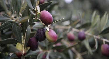 Türkiye'de zeytin ağacı da strese girdi! Yağ verimi ve kalitesi düştü