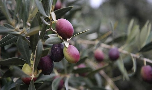 Türkiye'de zeytin ağacı da strese girdi! Yağ verimi ve kalitesi düştü