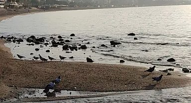 Alanya'da deniz çekilmesine tsunami iddiası: Jeofizik uzmanı açıkladı!