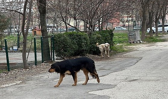 Edirne’de sokak köpeği saldırısı: 15 yaşındaki öğrenci kolundan yaralandı