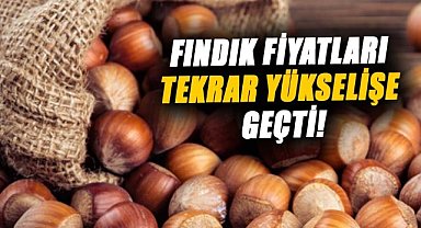 Fındık fiyatları tekrar yükselişe geçti!