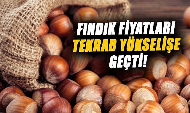 Fındık fiyatları tekrar yükselişe geçti!
