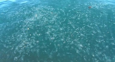 İstanbul'da kar yağdı! Denizanaları kıyıya vurdu