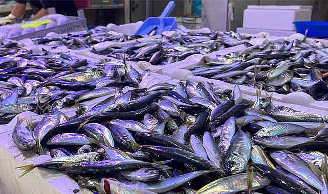 İstavrit tezgahları şenlendirdi