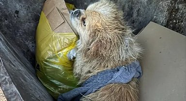 Kan donduran olay! Köpeğin ayağını bağlayıp çöpe attı