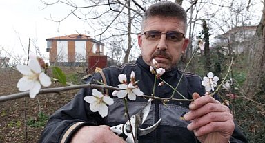 Samsun'da erik ağaçları mevsimi şaşırdı! Çiçek açıp meyve verdi