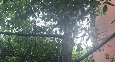 Mehmet Karakaş ağaç  budamak isterken canından oldu