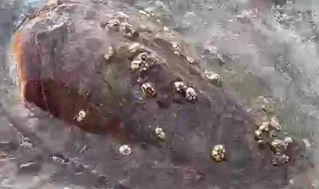 Sahile ölü caretta caretta vurdu