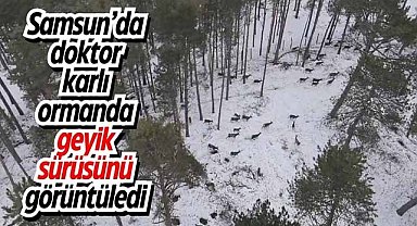 Samsun’da doktor karlı ormanda geyik sürüsünü görüntüledi