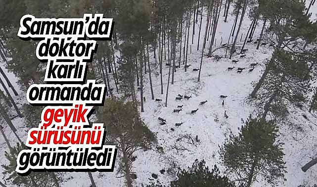 Samsun’da doktor karlı ormanda geyik sürüsünü görüntüledi