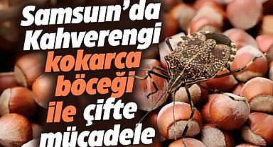 Samsun'da kahverengi kokarca zararlısıyla mücadele sürüyor