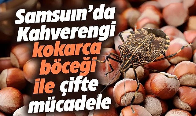 Samsun'da kahverengi kokarca zararlısıyla mücadele sürüyor