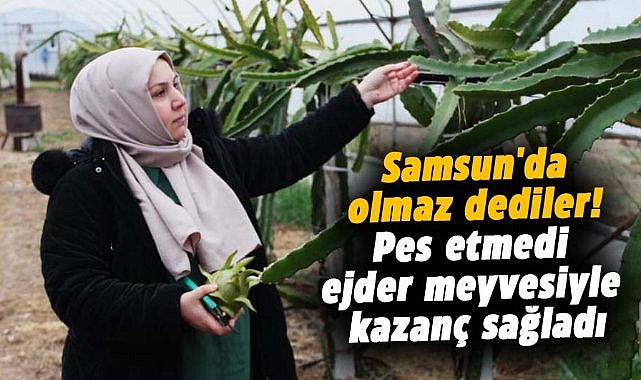 Samsun'da olmaz dediler! Kadın girişimci pes etmedi ejder meyvesiyle kazanç sağladı