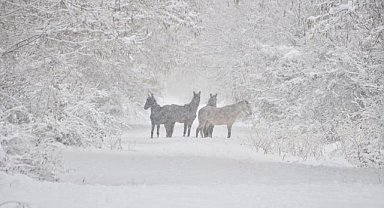 Samsun'da yaban hayvanları unutulmadı! 15 noktaya yem bırakıldı.