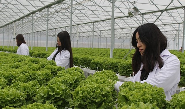 Samsun'un Bafra ilçesinde Sera OSB'de üretim başladı