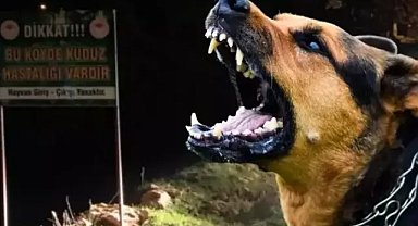 Şanlıurfa'da kuduz tehdidi: Köpek saldırısına karşı 6 ay karantina