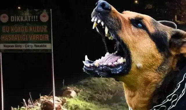 Şanlıurfa'da kuduz tehdidi: Köpek saldırısına karşı 6 ay karantina