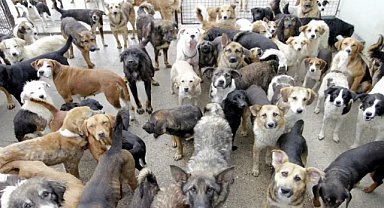 Sokak hayvanları için Tarım ve Orman Bakanlığı’ndan 81 ilde yeni karar