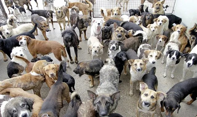 Sokak hayvanları için Tarım ve Orman Bakanlığı’ndan 81 ilde yeni karar