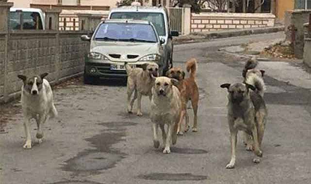 Sokak köpekleri 10 yaşındaki Tunahan'ı ağır yaralamıştı! 2 belediye yetkilisine dava
