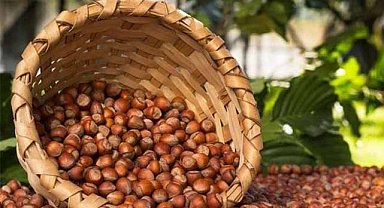 Türkiye fındık ihracatından 1,3 milyar doları aşkın gelir sağladı