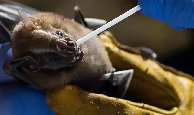 Yarasalardan bulaşan yeni virüs keşfedildi! Dünyayı bekleyen yeni pandemi