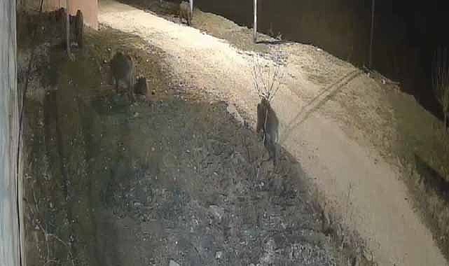 Yiyecek arayan domuz sürüsü köye indi