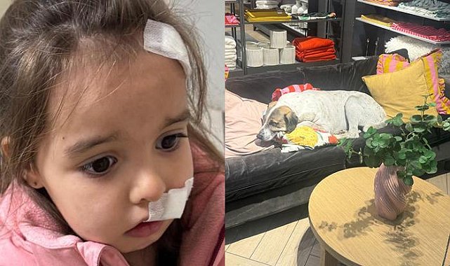 Alışveriş merkezinde sahipsiz köpek 3 yaşındaki çocuğa saldırdı