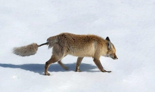 Artvin'de kızıl tilki görüntülendi: İlginç kuyruğuyla dikkat çekti!