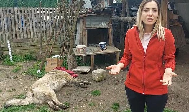 Bahçedeki köpek uyuşturucu iğne atıldıktan sonra öldü! Sahibi belediyeden şikayetçi oldu
