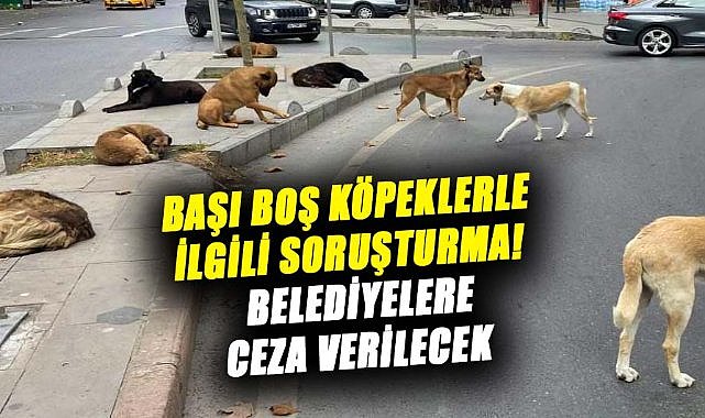 Başı boş köpeklerle ilgili soruşturma! Belediyelere ceza verilecek
