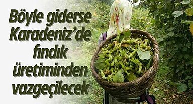 Böyle giderse Karadeniz’de fındık üretiminden vazgeçilecek