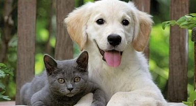 Evcil hayvanı olanlar dikkat! Resmi Gazete’de yayımlandı: Artık zorunlu!