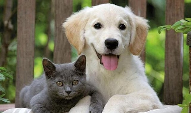 Evcil hayvanı olanlar dikkat! Resmi Gazete’de yayımlandı: Artık zorunlu!