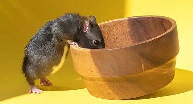 Evinizde fare varsa bunlara dikkat! Meğer bu yüzden geliyormuş