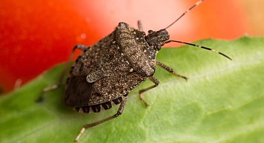 İlkadım Belediyesi’nden kahverengi kokarca mücadelesine ilaç desteği