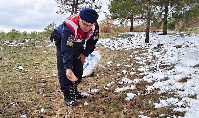 Jandarma yaban hayvanları için yem bıraktı
