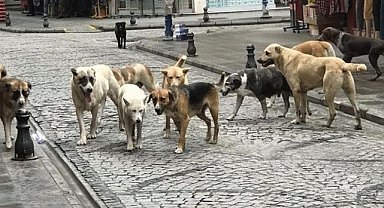 Konya’da başıboş 10 köpek 2 yaşındaki çocuğu öldürdü!