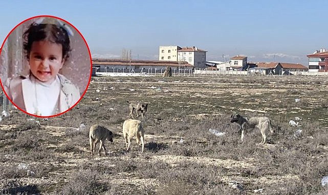 Konya'da köpeklerin saldırdığı 2 yaşındaki Rana'nın otopsi sonucu çıktı! İşte ölüm nedeni