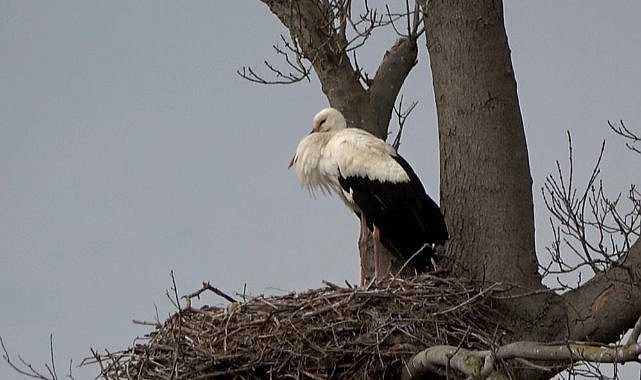 Leylekler Kızılırmak Deltası Kuş Cenneti'ne geldi